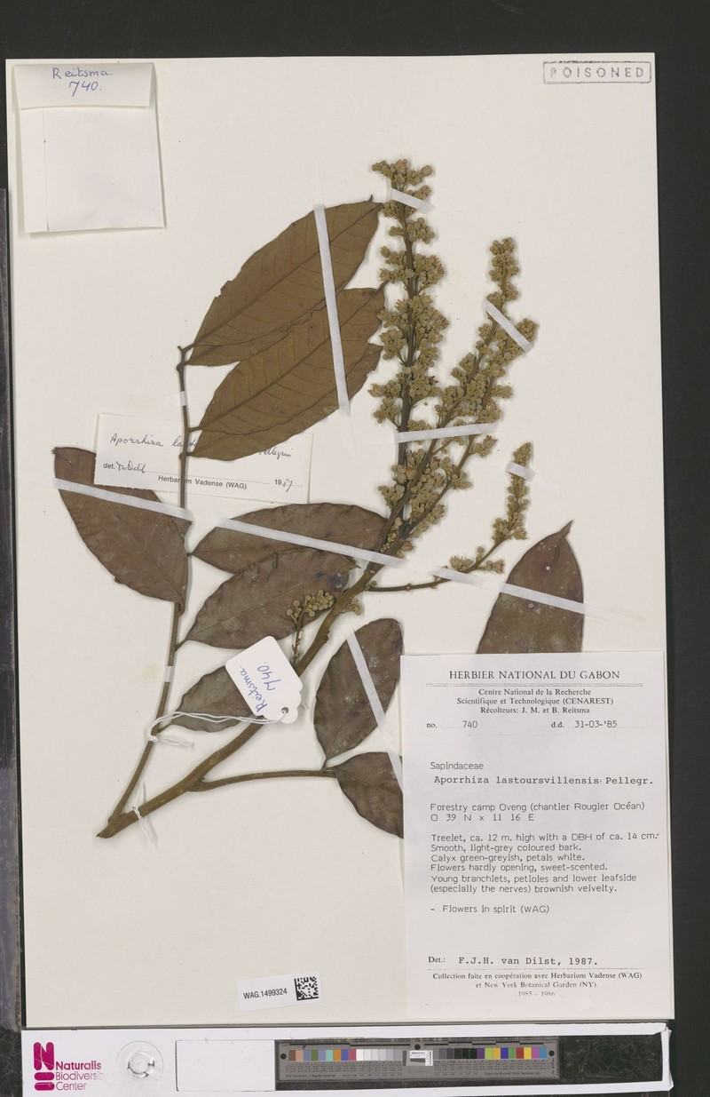 Aporrhiza lastoursvillensis photo 6