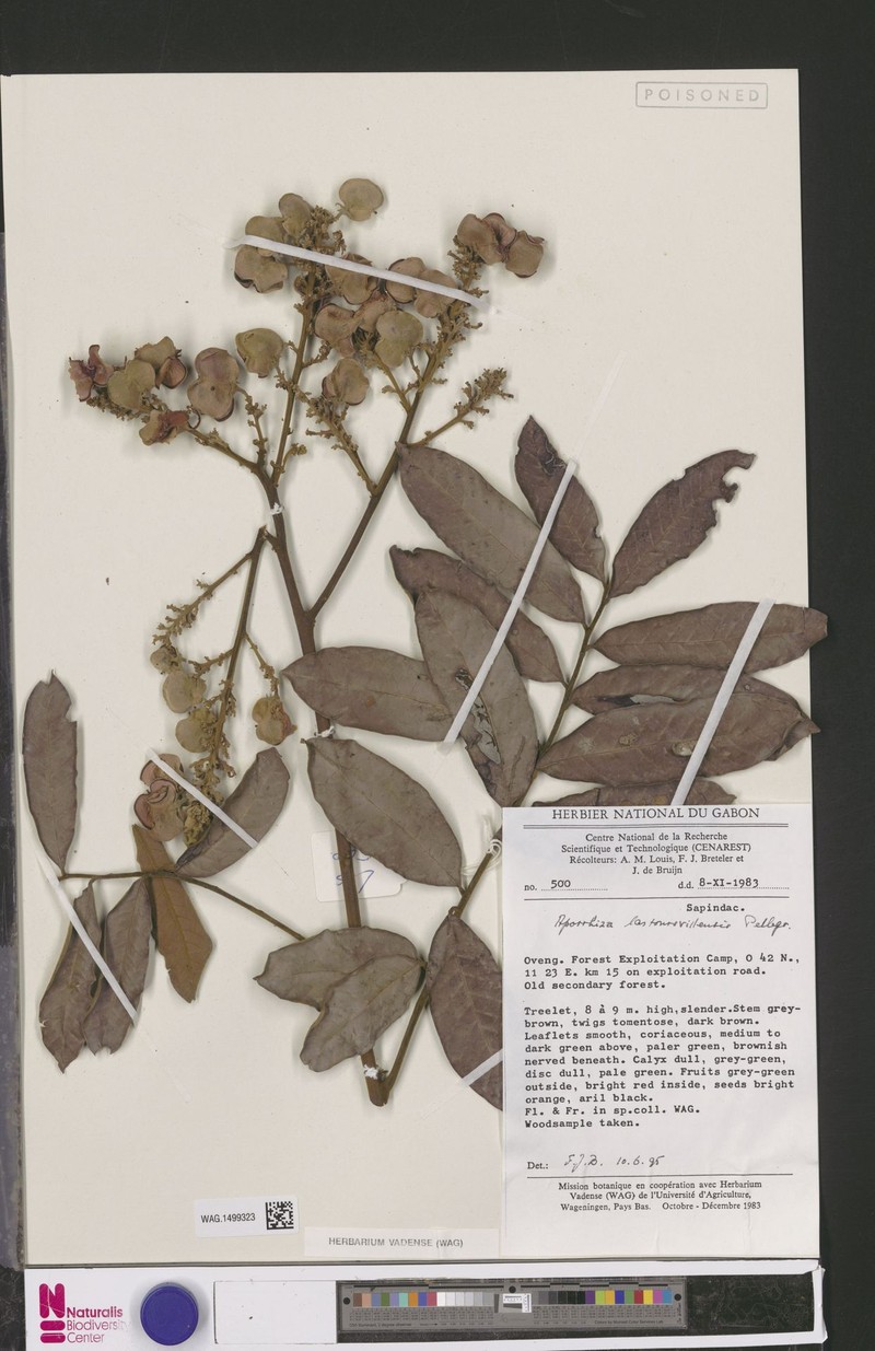 Aporrhiza lastoursvillensis photo 7