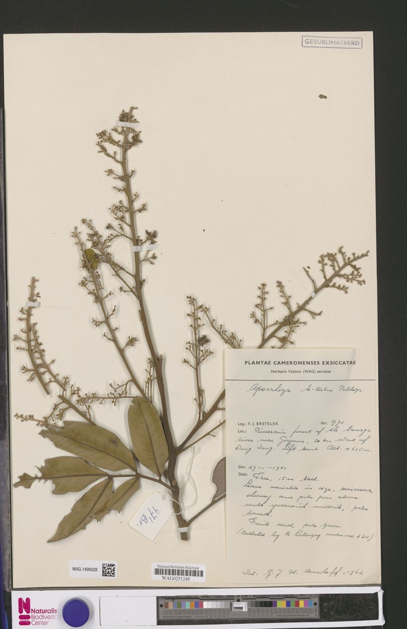 Aporrhiza letestui