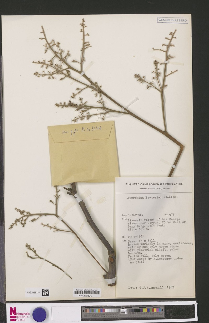 Aporrhiza letestui photo 2