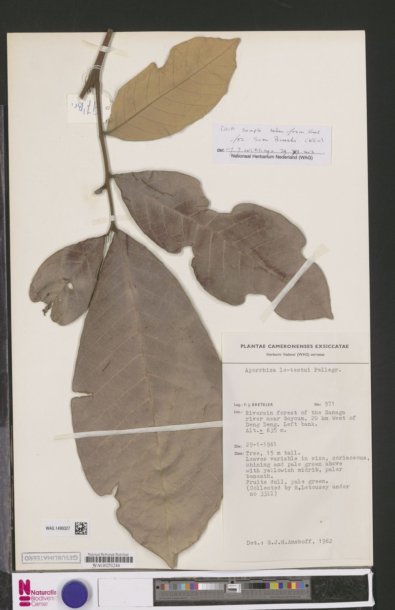 Aporrhiza letestui photo 3