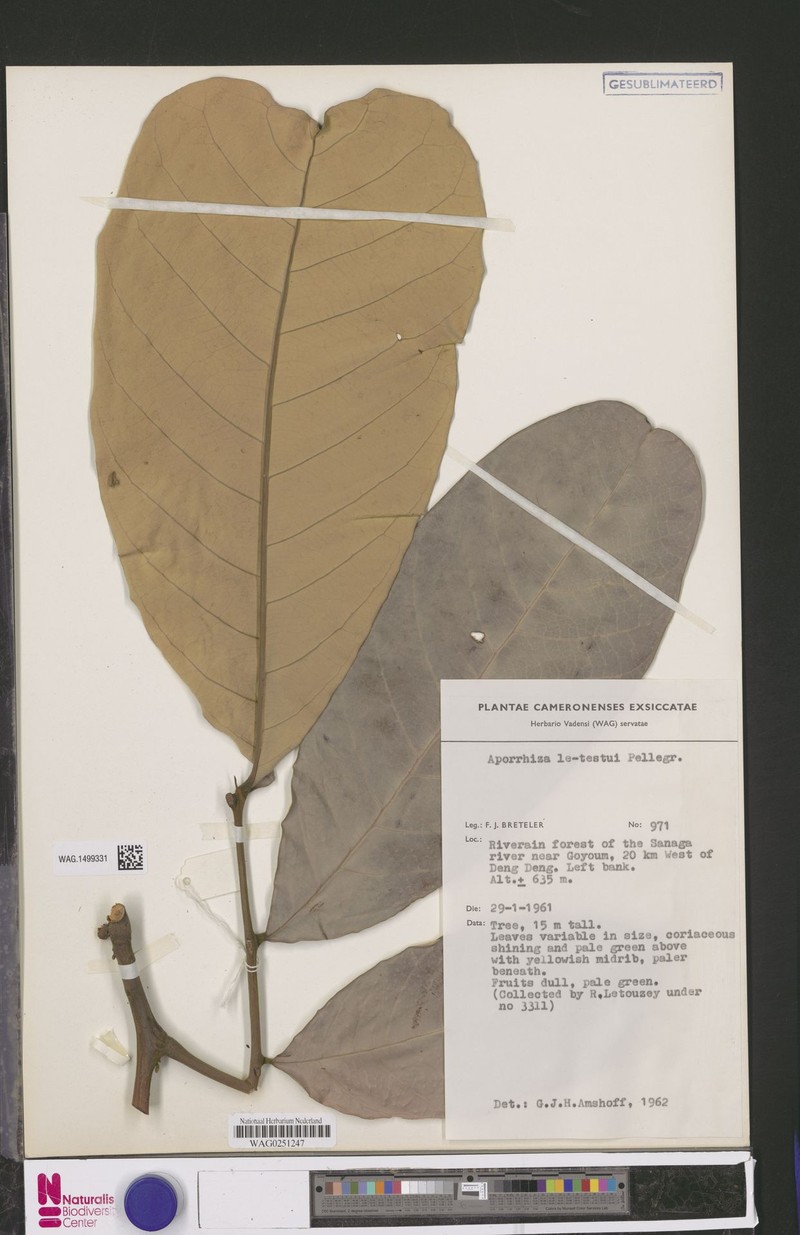 Aporrhiza letestui photo 4