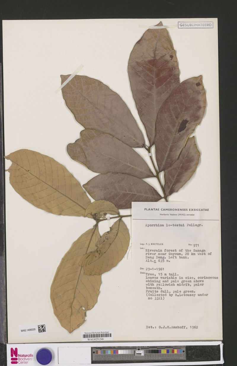 Aporrhiza letestui photo 5