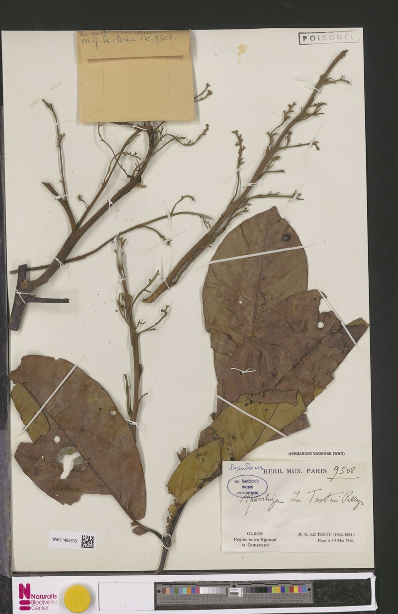 Aporrhiza letestui photo 6