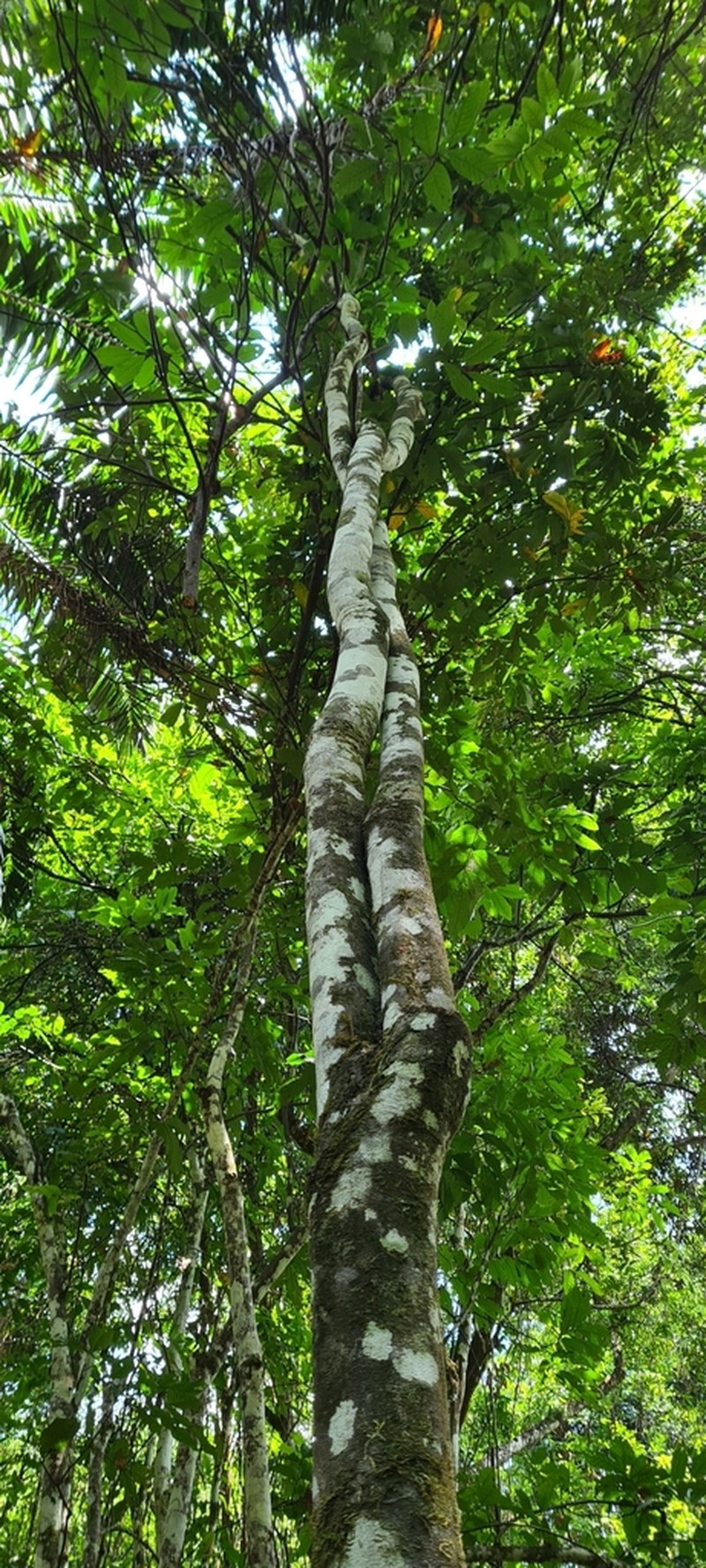 Aporrhiza paniculata