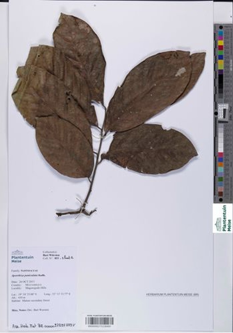 Aporrhiza paniculata photo 2