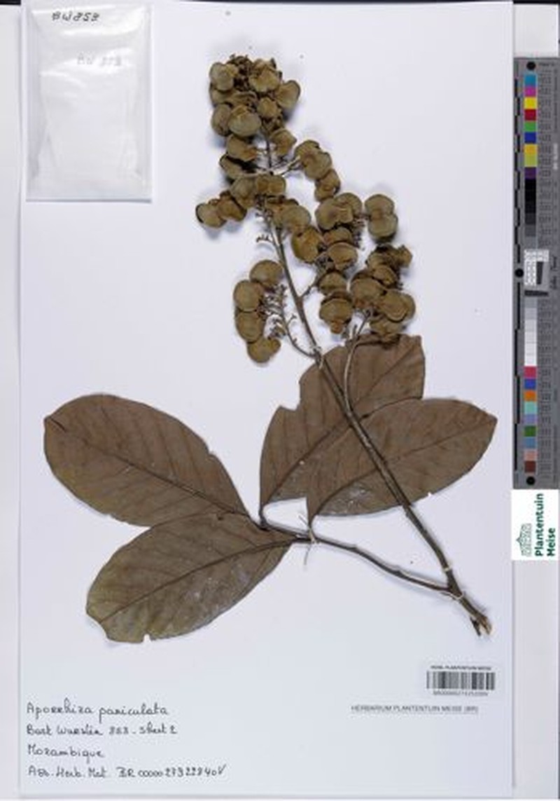 Aporrhiza paniculata photo 3