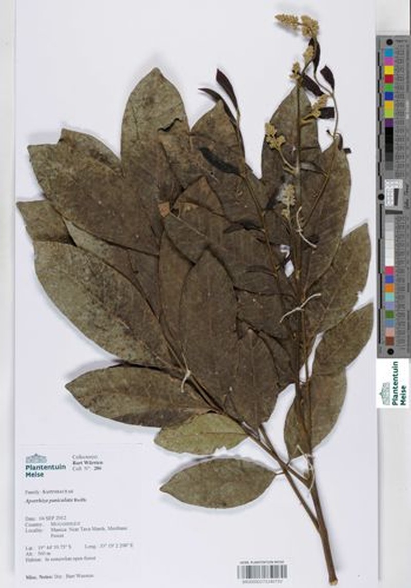 Aporrhiza paniculata photo 4