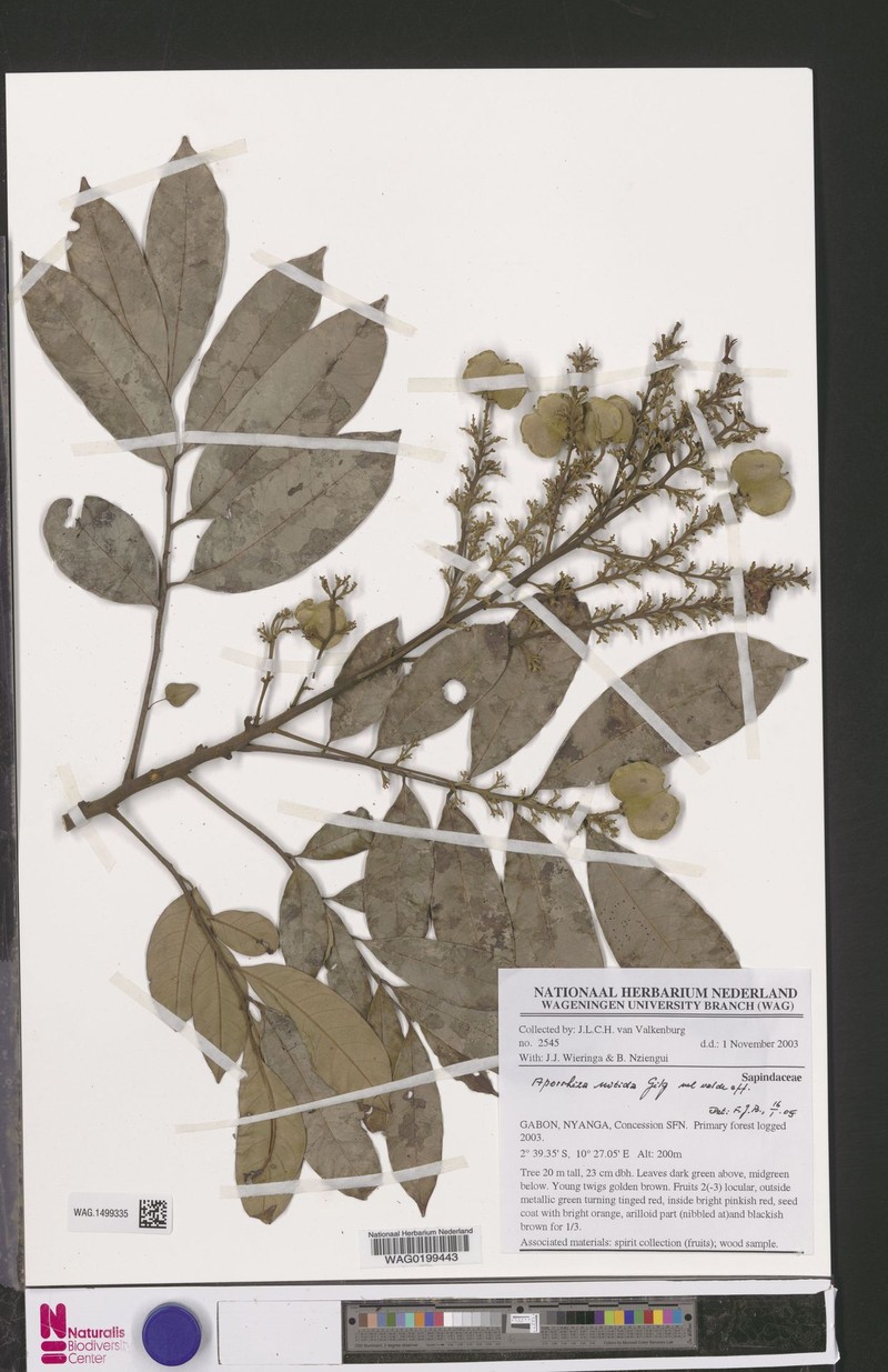 Aporrhiza paniculata photo 5
