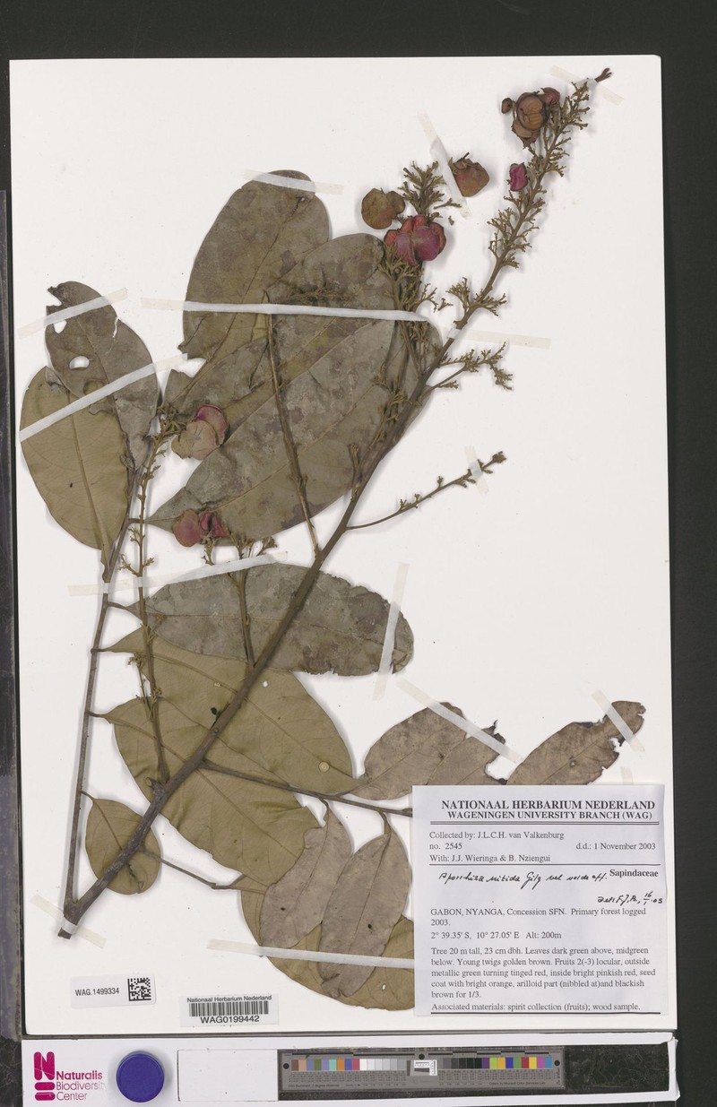 Aporrhiza paniculata photo 6