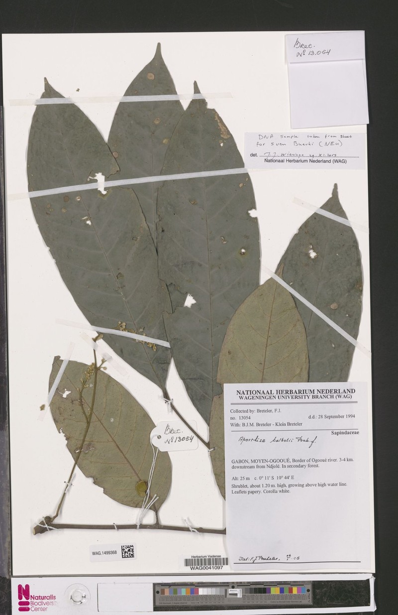 Aporrhiza talbotii