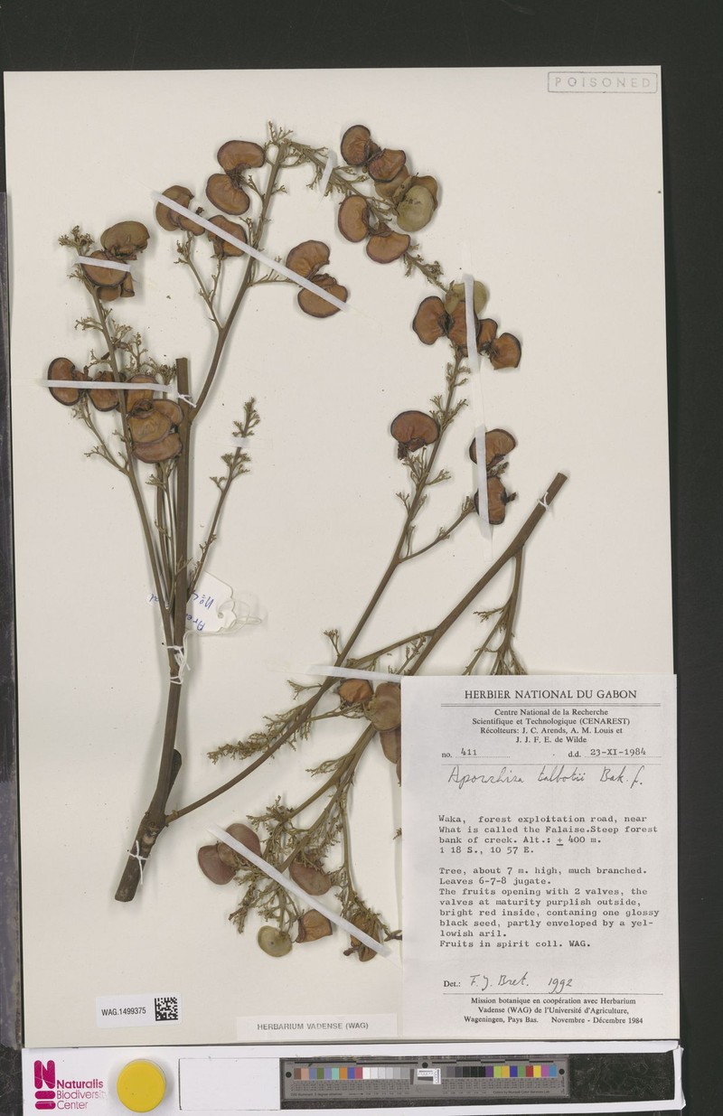 Aporrhiza talbotii photo 2