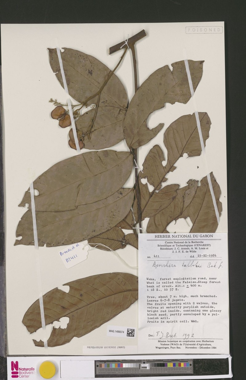 Aporrhiza talbotii photo 3