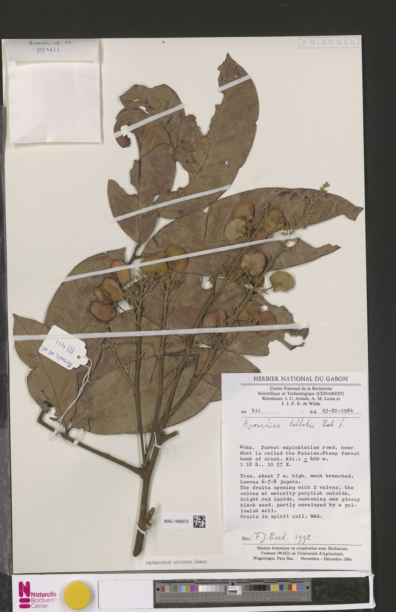 Aporrhiza talbotii photo 4