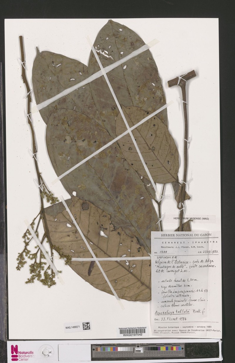 Aporrhiza talbotii photo 5