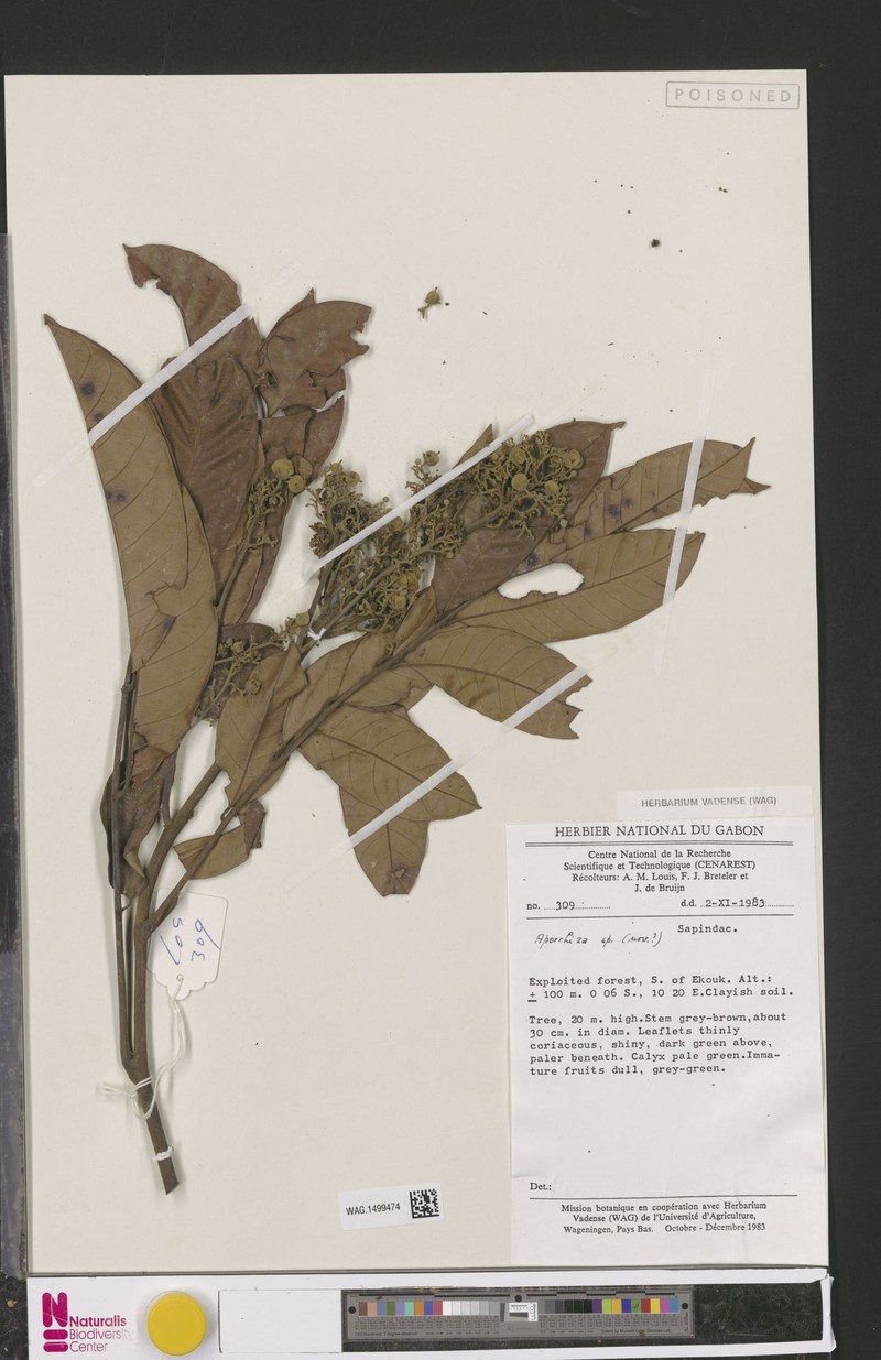 Aporrhiza talbotii photo 6