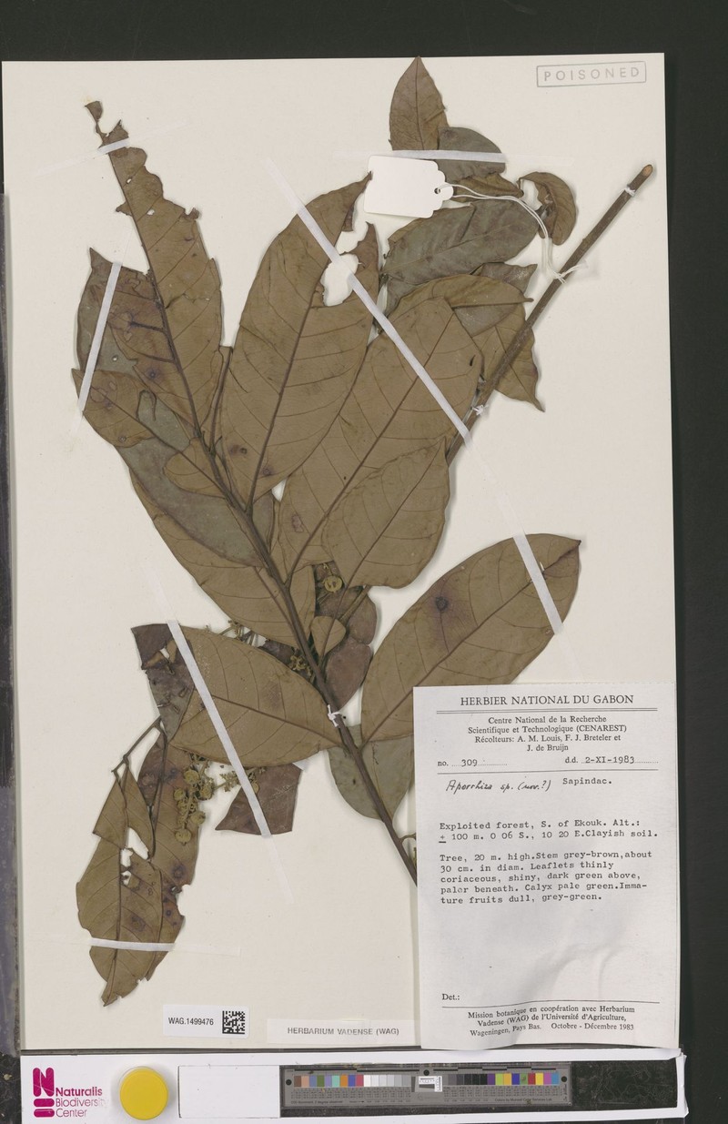 Aporrhiza talbotii photo 7