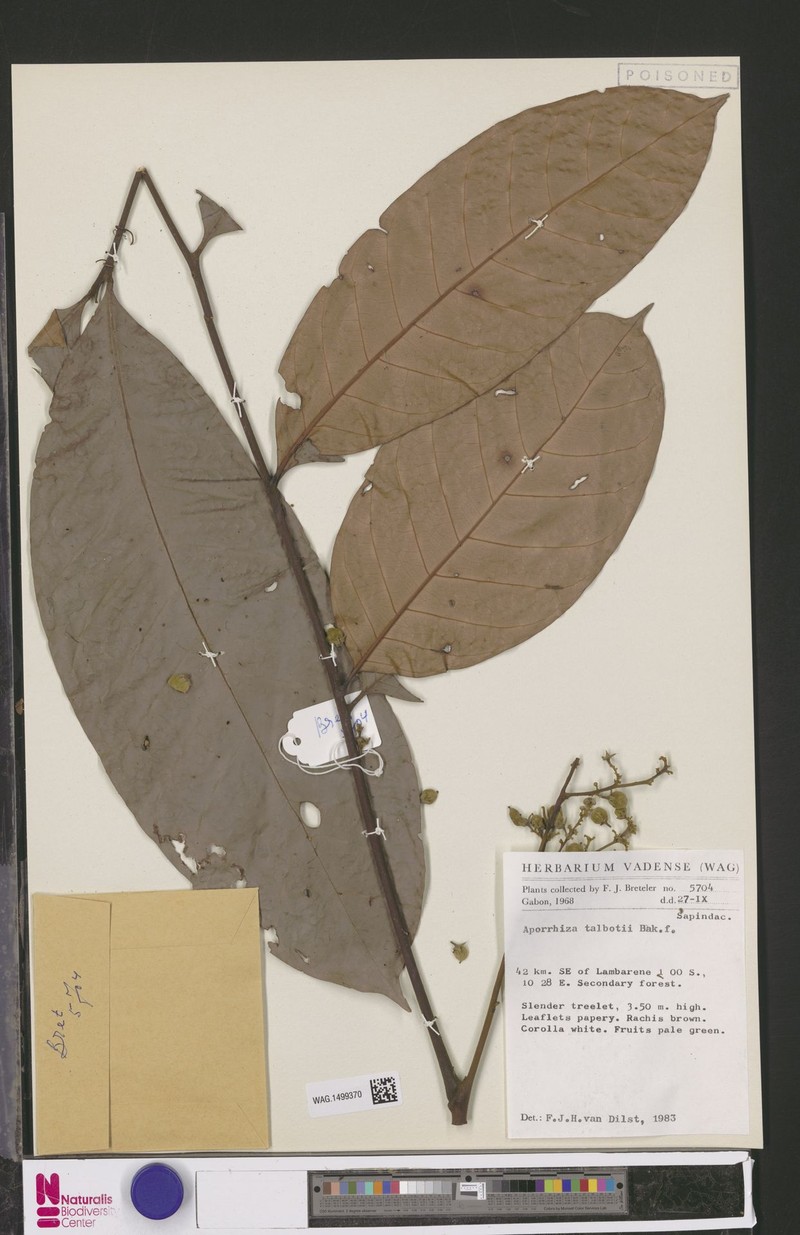 Aporrhiza talbotii photo 8