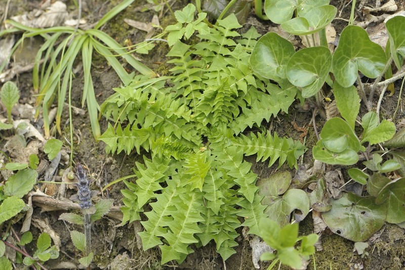 Aposeris foetida photo 2