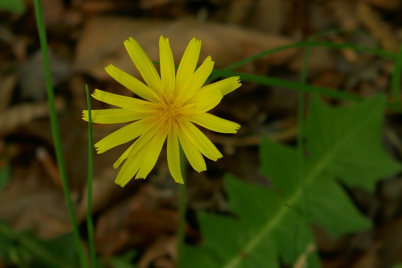 Aposeris foetida photo 4