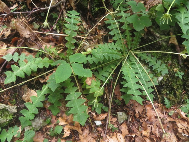 Aposeris foetida photo 5