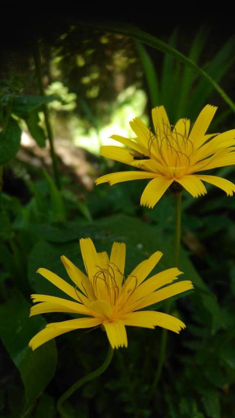 Aposeris foetida photo 6