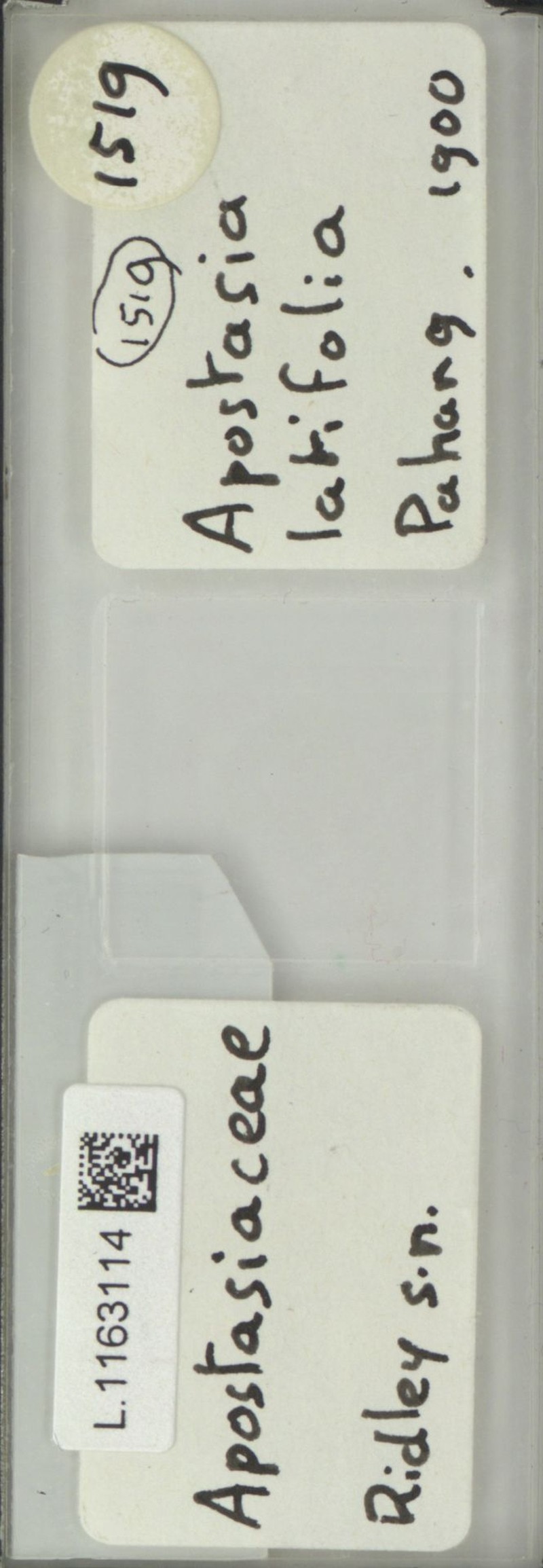 Apostasia latifolia