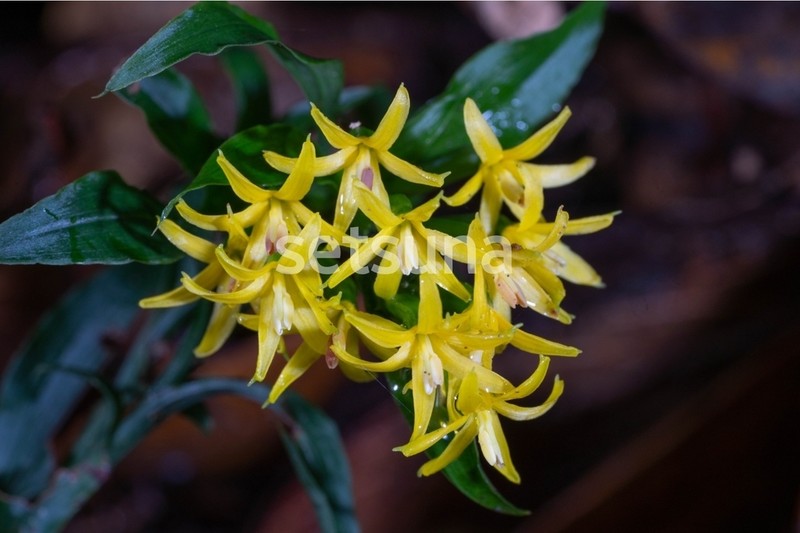 Apostasia nipponica