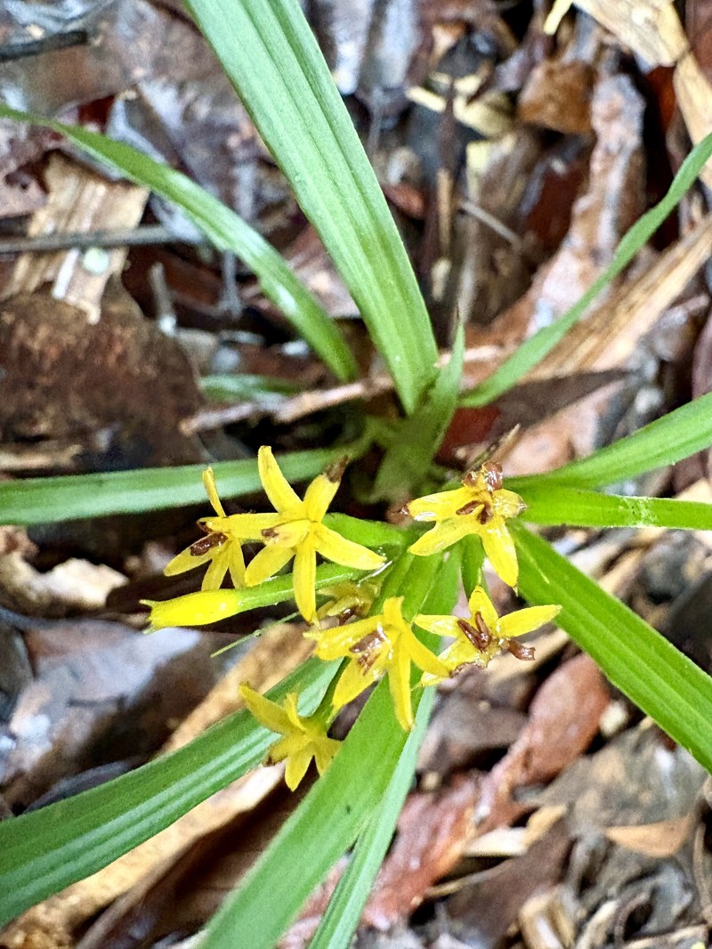 Apostasia nipponica photo 2