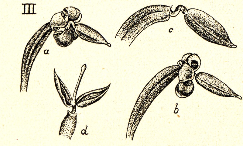 Apostasia nuda photo 2