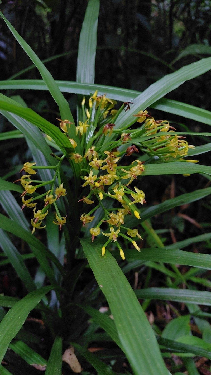 Apostasia odorata