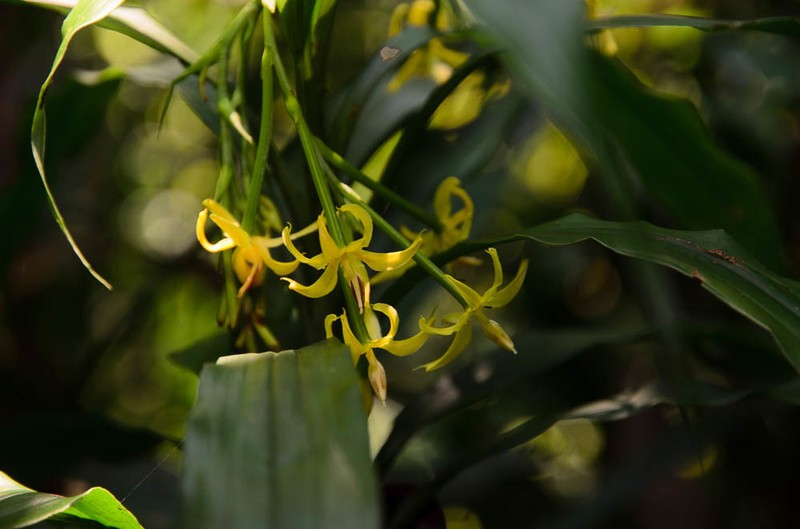 Apostasia odorata photo 3
