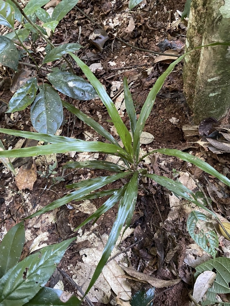 Apostasia odorata photo 4