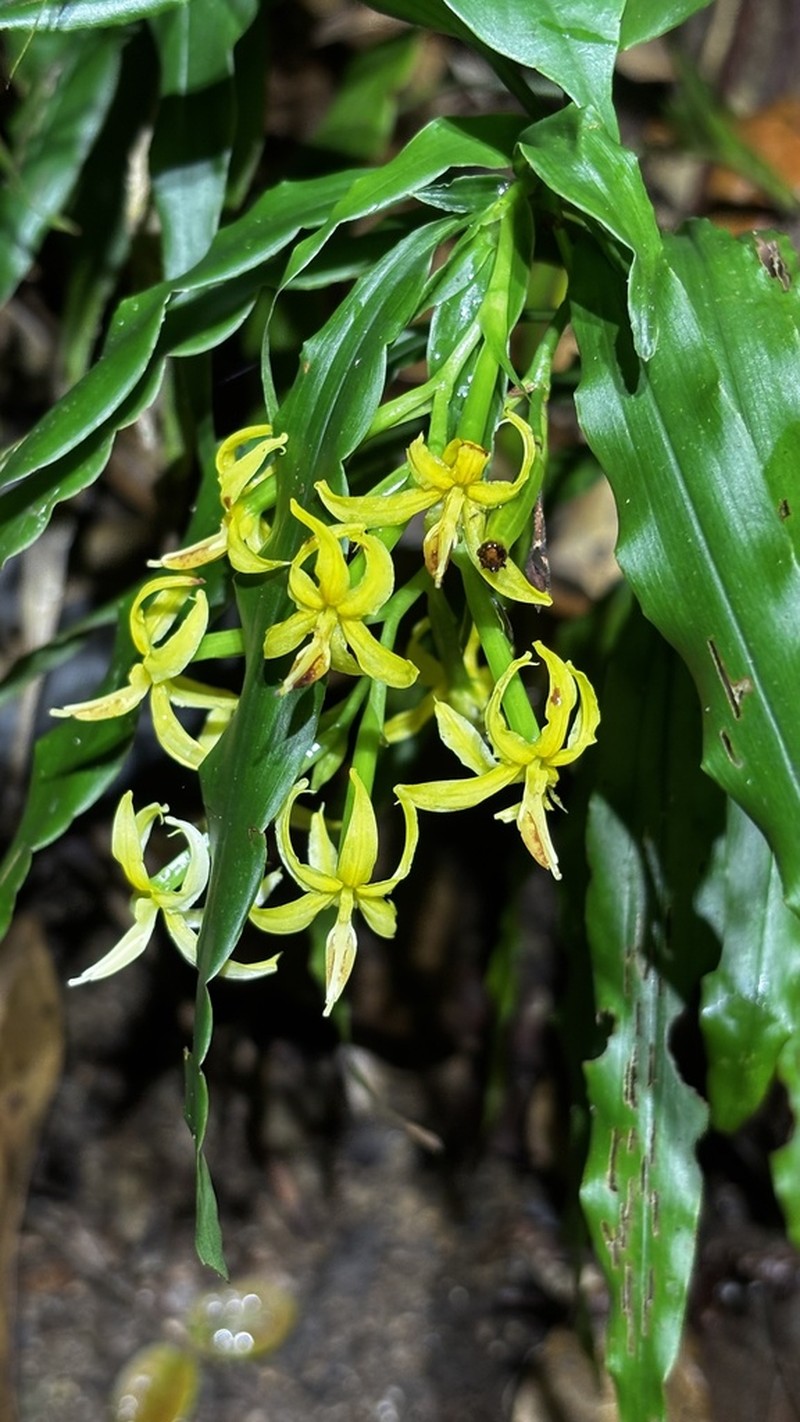 Apostasia odorata photo 5