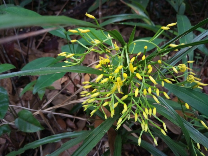 Apostasia odorata photo 6