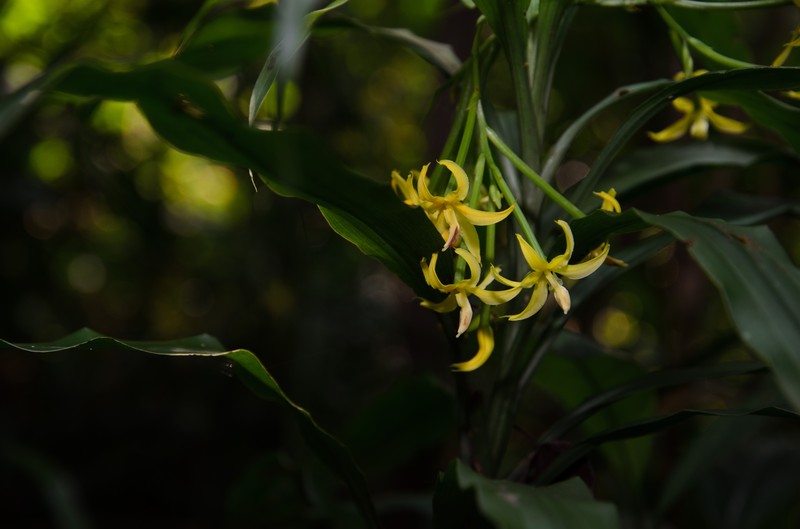 Apostasia odorata photo 8