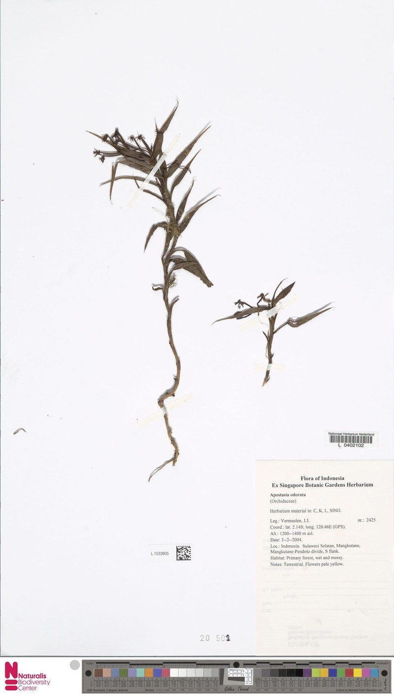 Apostasia odorata