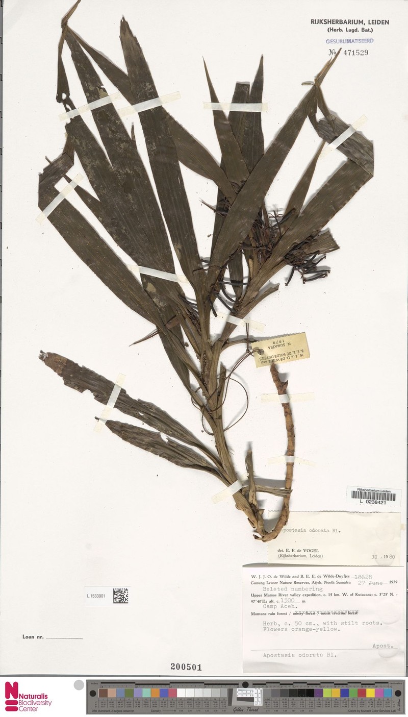 Apostasia odorata photo 2