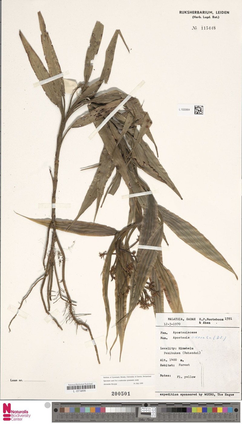 Apostasia odorata photo 3
