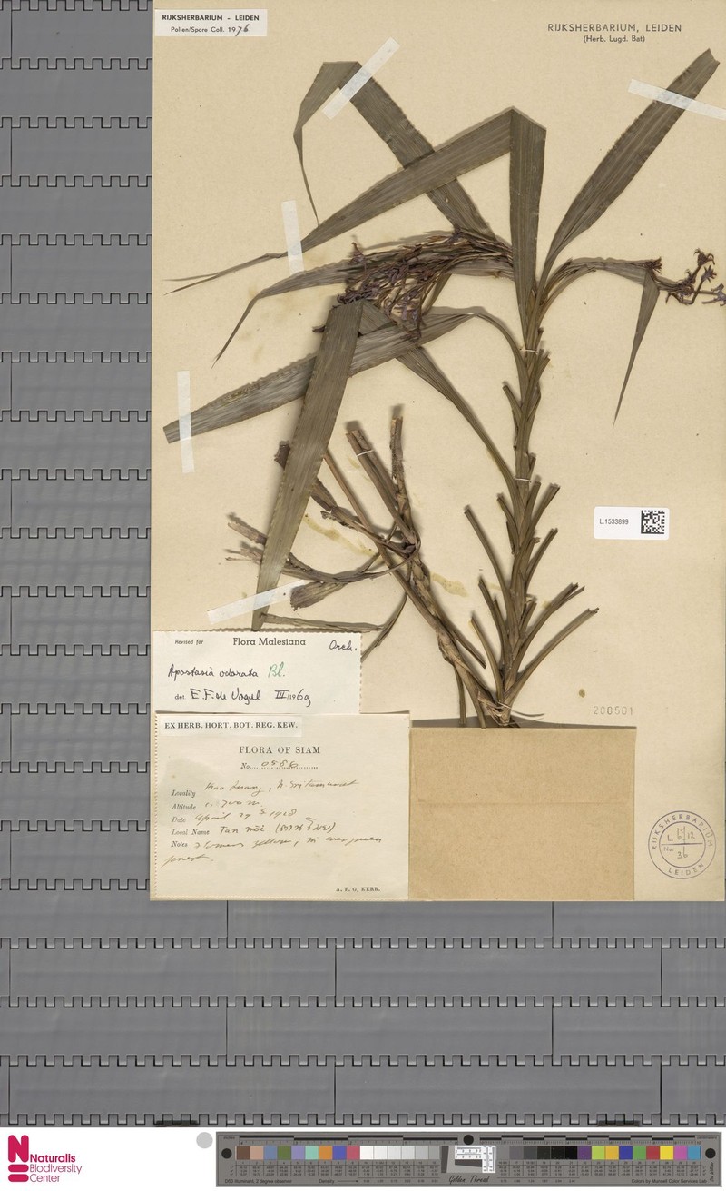 Apostasia odorata photo 4