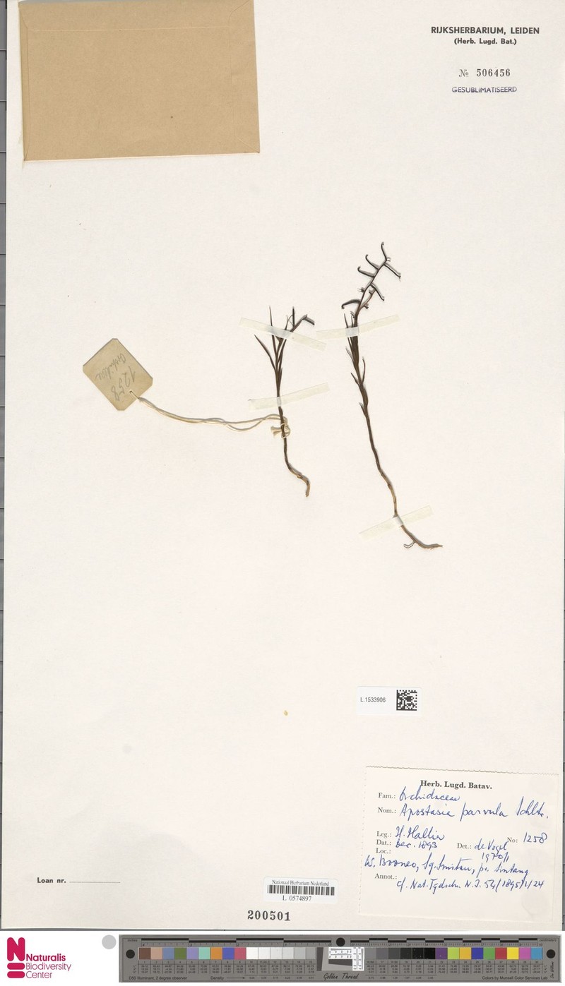Apostasia parvula