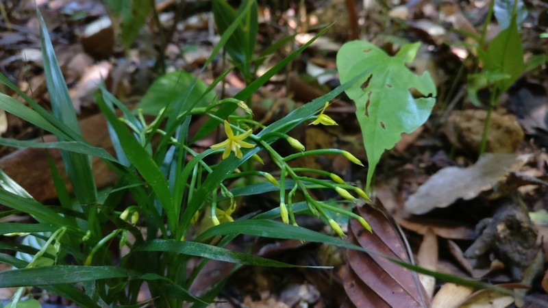 Apostasia wallichii photo 2