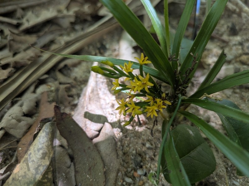 Apostasia wallichii photo 3