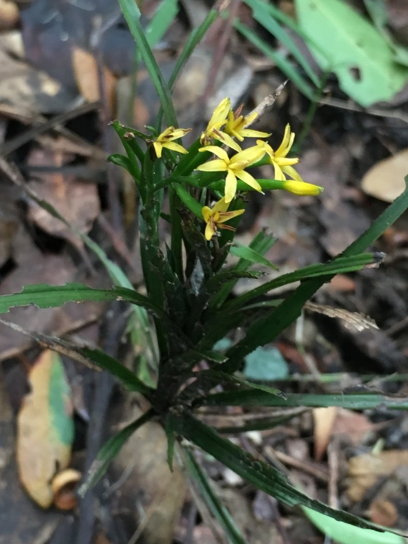 Apostasia wallichii photo 4