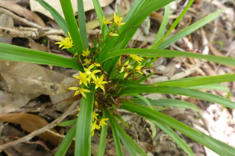 Apostasia wallichii photo 5