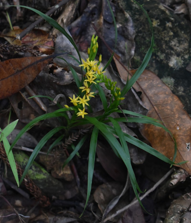 Apostasia wallichii photo 6