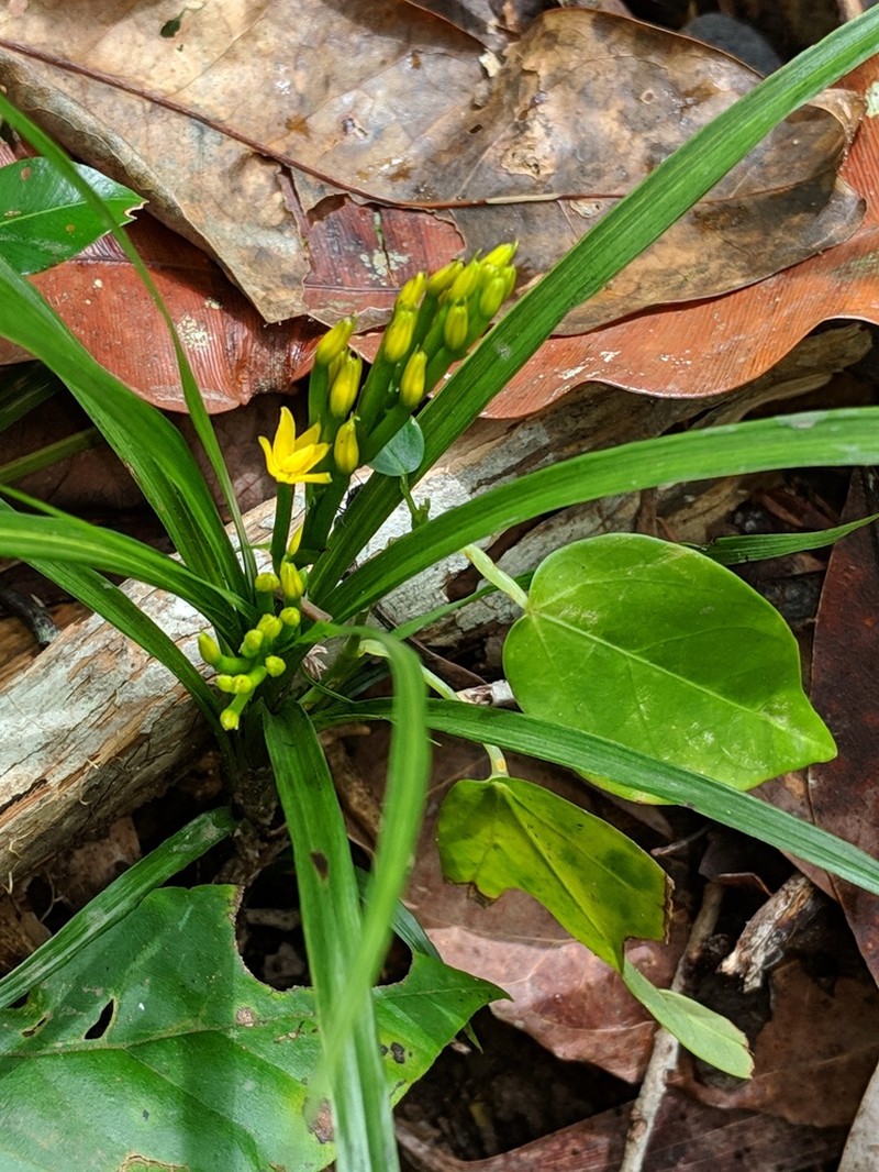 Apostasia wallichii photo 7