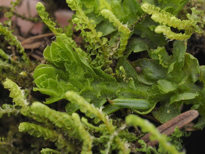 Apotreubia nana photo 2