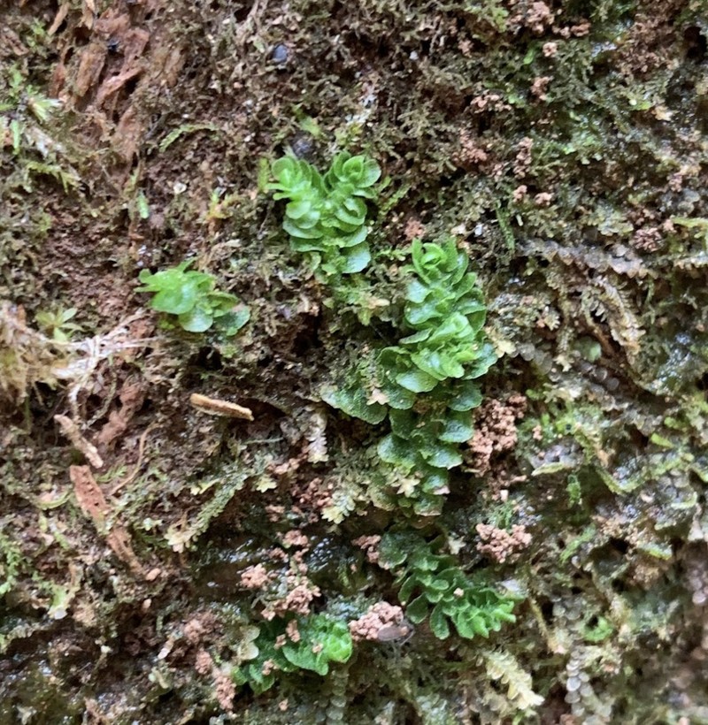 Apotreubia nana photo 3