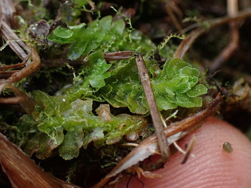 Apotreubia nana photo 4